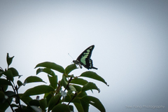 Graphium cloanthus