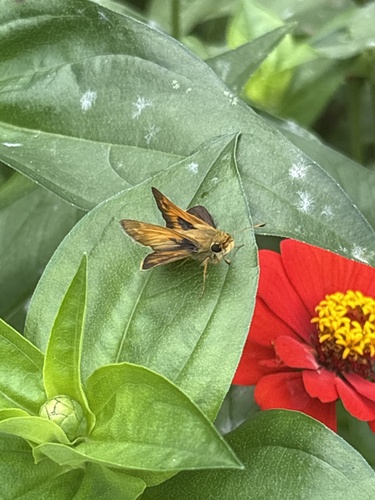 Huron Skipper