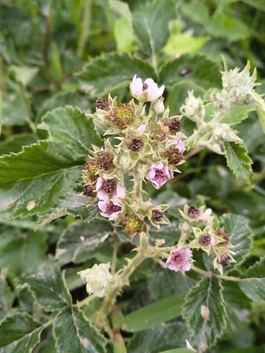 Rubus rigidus, photograph 1