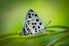Tajuria maculata
