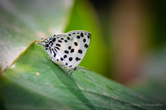 Tajuria maculata