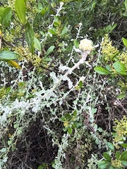 Helichrysum patulum