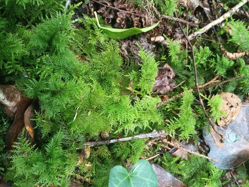 Common Tamarisk-moss