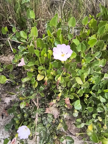 Falkia repens
