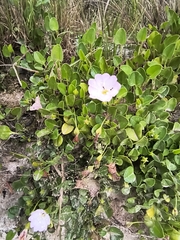 Falkia repens