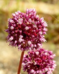 Allium ampeloprasum