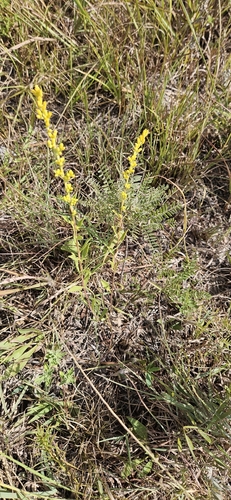 field goldenrod
