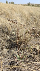 Goniolimon speciosum, photograph (c) Svyatoslav Knyazev, some rights reserved (CC BY)
