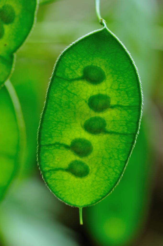Lunaria telekiana