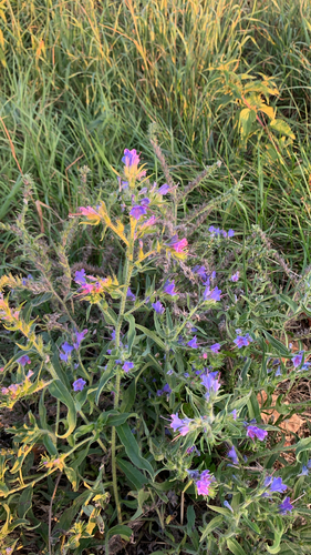 viper's-bugloss