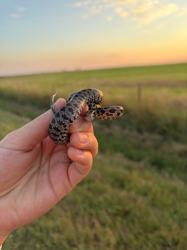 Prairie Kingsnake