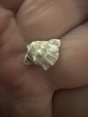 Vasula deltoidea observed 2026-09-12