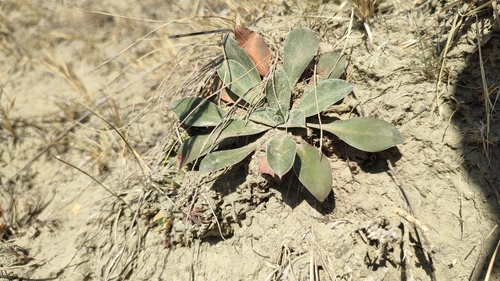 Goniolimon speciosum, photograph 3