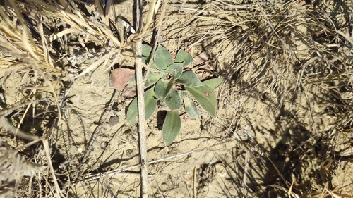 Goniolimon speciosum, photograph 2