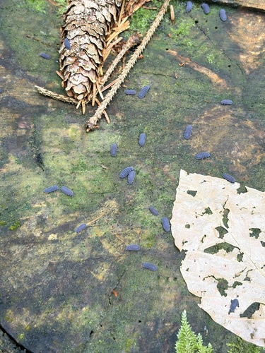 Tetrodontophora bielanensis