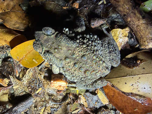 Asian Common Toad