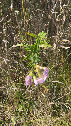 common soapwort