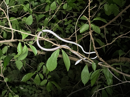 Oriental Whipsnake