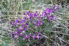 Astragalus suffruticosus