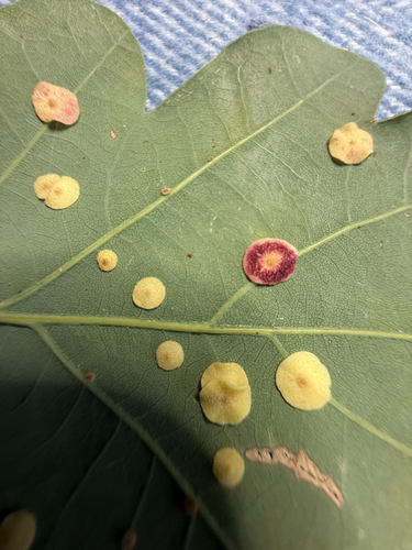 Smooth Spangle Gall Wasp