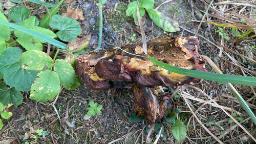 Dotted Stem Bolete