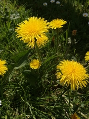 Taraxacum officinale