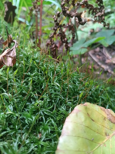 Catherine's moss