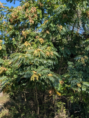 tree-of-heaven