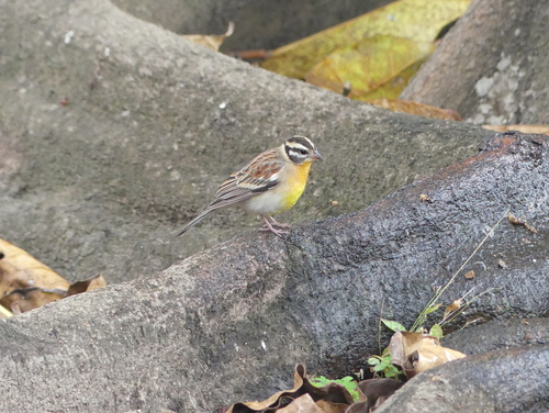 Golden-breasted Bunting