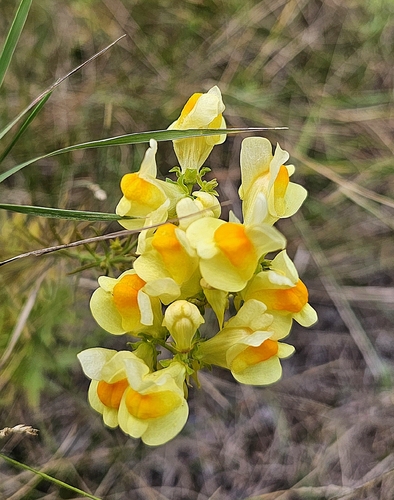 common toadflax