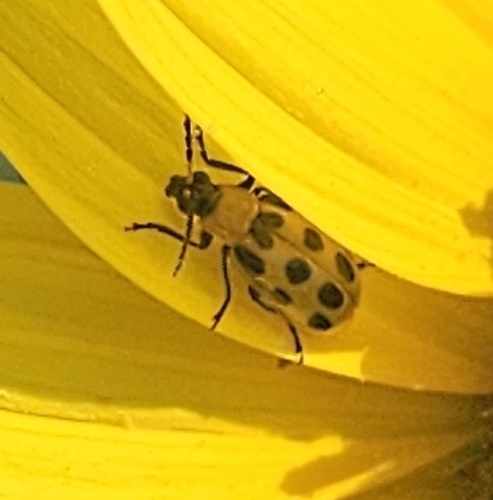 Spotted Cucumber Beetle