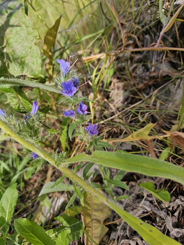 viper's-bugloss