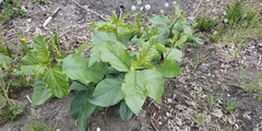 Populus × sibirica