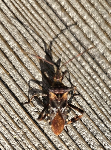 Western Conifer Seed Bug