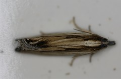 Eucosma umbrastriana