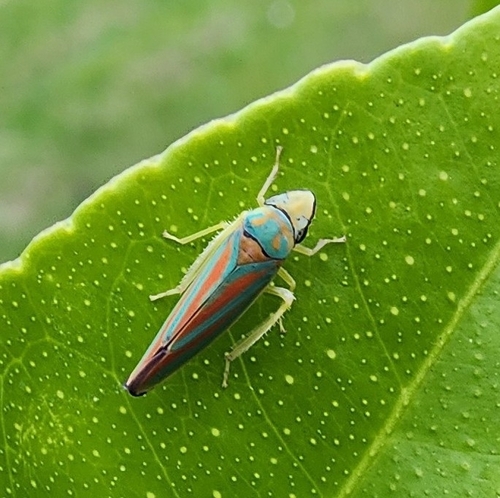 Rhododendron Leafhopper