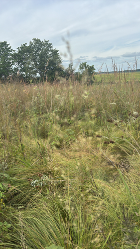 prairie dropseed