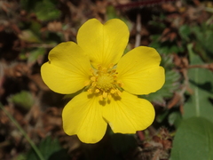 Potentilla matsumurae