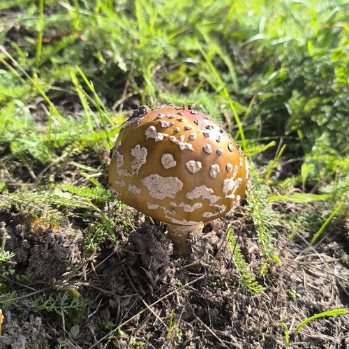 Royal fly agaric