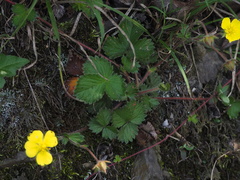 Potentilla matsumurae