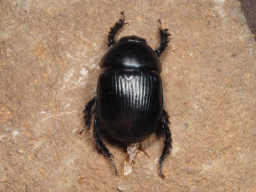 Common Dumbledore Beetle