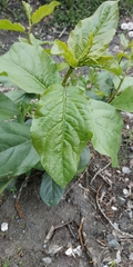 Populus × sibirica