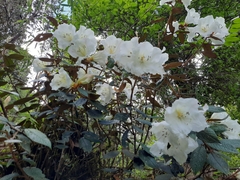 Rhododendron edgeworthii
