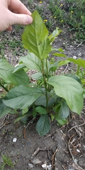 Populus × sibirica