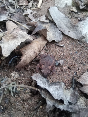 European Toad