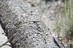 Masticophis taeniatus taeniatus