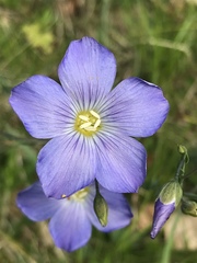 Linum alpinum