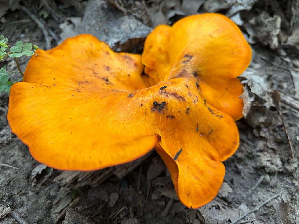 Eastern American jack-o'-lantern · September 2026 · photo: Photo: no rights reserved · iNaturalist