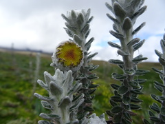 Lasiocephalus ovatus