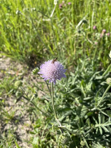 Field Scabious
